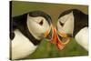 Atlantic Puffins pair bill rubbing, Skomer Island, Wales, UK-Danny Green-Stretched Canvas