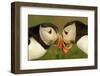 Atlantic Puffins pair bill rubbing, Skomer Island, Wales, UK-Danny Green-Framed Photographic Print