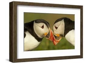 Atlantic Puffins pair bill rubbing, Skomer Island, Wales, UK-Danny Green-Framed Photographic Print