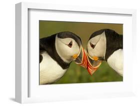 Atlantic Puffins pair bill rubbing, Skomer Island, Wales, UK-Danny Green-Framed Photographic Print