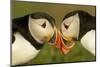 Atlantic Puffins pair bill rubbing, Skomer Island, Wales, UK-Danny Green-Mounted Photographic Print