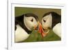 Atlantic Puffins pair bill rubbing, Skomer Island, Wales, UK-Danny Green-Framed Photographic Print