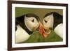 Atlantic Puffins pair bill rubbing, Skomer Island, Wales, UK-Danny Green-Framed Photographic Print