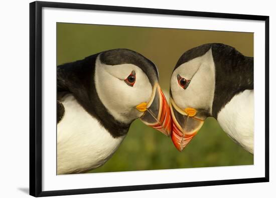 Atlantic Puffins pair bill rubbing, Skomer Island, Wales, UK-Danny Green-Framed Photographic Print