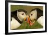 Atlantic Puffins pair bill rubbing, Skomer Island, Wales, UK-Danny Green-Framed Photographic Print