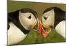 Atlantic Puffins pair bill rubbing, Skomer Island, Wales, UK-Danny Green-Mounted Photographic Print