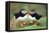 Atlantic Puffins Pair-null-Framed Stretched Canvas
