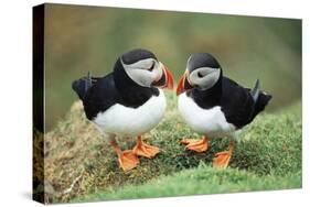 Atlantic Puffins Pair-null-Stretched Canvas