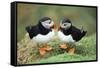 Atlantic Puffins Pair-null-Framed Stretched Canvas