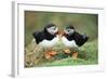 Atlantic Puffins Pair-null-Framed Photographic Print