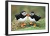 Atlantic Puffins Pair-null-Framed Photographic Print