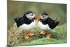 Atlantic Puffins Pair-null-Mounted Photographic Print