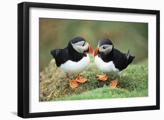 Atlantic Puffins Pair-null-Framed Photographic Print