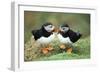 Atlantic Puffins Pair-null-Framed Photographic Print