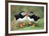 Atlantic Puffins Pair-null-Framed Photographic Print