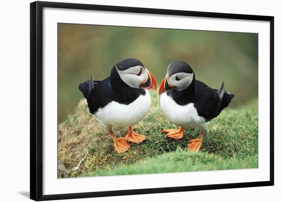 Atlantic Puffins Pair-null-Framed Photographic Print