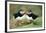 Atlantic Puffins Pair-null-Framed Photographic Print