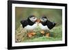 Atlantic Puffins Pair-null-Framed Photographic Print