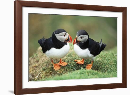 Atlantic Puffins Pair-null-Framed Photographic Print