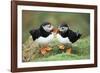 Atlantic Puffins Pair-null-Framed Photographic Print