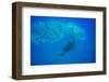 Atlantic sailfish attacking Spanish sardines, Gulf of Mexico-David Hall-Framed Photographic Print