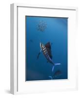 Atlantic Sailfish (Istiophorus Albicans) Attacking School of Sardine (Sardinella Aurita) Bait Ball-Claudio Contreras-Framed Photographic Print