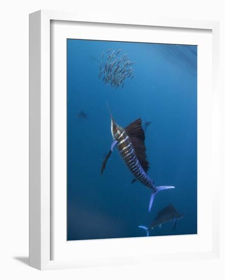 Atlantic Sailfish (Istiophorus Albicans) Attacking School of Sardine (Sardinella Aurita) Bait Ball-Claudio Contreras-Framed Photographic Print