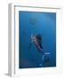 Atlantic Sailfish (Istiophorus Albicans) Attacking School of Sardine (Sardinella Aurita) Bait Ball-Claudio Contreras-Framed Photographic Print