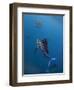 Atlantic Sailfish (Istiophorus Albicans) Attacking School of Sardine (Sardinella Aurita) Bait Ball-Claudio Contreras-Framed Photographic Print