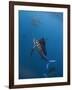 Atlantic Sailfish (Istiophorus Albicans) Attacking School of Sardine (Sardinella Aurita) Bait Ball-Claudio Contreras-Framed Photographic Print