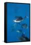 Atlantic Sailfish (Istiophorus Albicans) Hunting Sardines, Isla Mujeres, Yucatan Peninsula, Caribbe-Reinhard Dirscherl-Framed Stretched Canvas