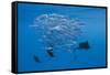 Atlantic Sailfish (Istiophorus Albicans) Hunting Sardines, Isla Mujeres, Yucatan Peninsula, Caribbe-Reinhard Dirscherl-Framed Stretched Canvas