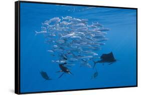 Atlantic Sailfish (Istiophorus Albicans) Hunting Sardines, Isla Mujeres, Yucatan Peninsula, Caribbe-Reinhard Dirscherl-Framed Stretched Canvas