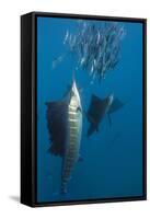 Atlantic Sailfish (Istiophorus Albicans) Hunting Sardines, Isla Mujeres, Yucatan Peninsula, Caribbe-Reinhard Dirscherl-Framed Stretched Canvas