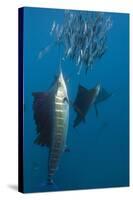 Atlantic Sailfish (Istiophorus Albicans) Hunting Sardines, Isla Mujeres, Yucatan Peninsula, Caribbe-Reinhard Dirscherl-Stretched Canvas