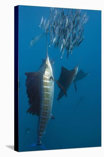 Atlantic Sailfish (Istiophorus Albicans) Hunting Sardines, Isla Mujeres, Yucatan Peninsula, Caribbe-Reinhard Dirscherl-Stretched Canvas