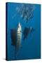 Atlantic Sailfish (Istiophorus Albicans) Hunting Sardines, Isla Mujeres, Yucatan Peninsula, Caribbe-Reinhard Dirscherl-Stretched Canvas