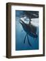 Atlantic Sailfish (Istiophorus Albicans) Hunting Sardines, Isla Mujeres, Yucatan Peninsula, Caribbe-Reinhard Dirscherl-Framed Photographic Print