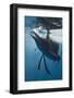 Atlantic Sailfish (Istiophorus Albicans) Hunting Sardines, Isla Mujeres, Yucatan Peninsula, Caribbe-Reinhard Dirscherl-Framed Photographic Print