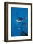 Atlantic Sailfish (Istiophorus Albicans) Hunting Sardines, Isla Mujeres, Yucatan Peninsula, Caribbe-Reinhard Dirscherl-Framed Photographic Print