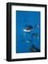 Atlantic Sailfish (Istiophorus Albicans) Hunting Sardines, Isla Mujeres, Yucatan Peninsula, Caribbe-Reinhard Dirscherl-Framed Photographic Print