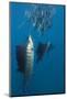 Atlantic Sailfish (Istiophorus Albicans) Hunting Sardines, Isla Mujeres, Yucatan Peninsula, Caribbe-Reinhard Dirscherl-Mounted Photographic Print