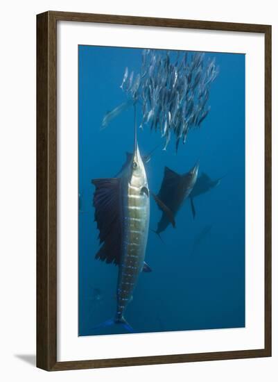 Atlantic Sailfish (Istiophorus Albicans) Hunting Sardines, Isla Mujeres, Yucatan Peninsula, Caribbe-Reinhard Dirscherl-Framed Photographic Print