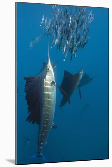 Atlantic Sailfish (Istiophorus Albicans) Hunting Sardines, Isla Mujeres, Yucatan Peninsula, Caribbe-Reinhard Dirscherl-Mounted Photographic Print