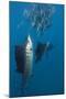 Atlantic Sailfish (Istiophorus Albicans) Hunting Sardines, Isla Mujeres, Yucatan Peninsula, Caribbe-Reinhard Dirscherl-Mounted Photographic Print