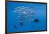 Atlantic Sailfish (Istiophorus Albicans) Hunting Sardines, Isla Mujeres, Yucatan Peninsula, Caribbe-Reinhard Dirscherl-Framed Photographic Print