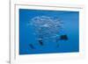 Atlantic Sailfish (Istiophorus Albicans) Hunting Sardines, Isla Mujeres, Yucatan Peninsula, Caribbe-Reinhard Dirscherl-Framed Photographic Print