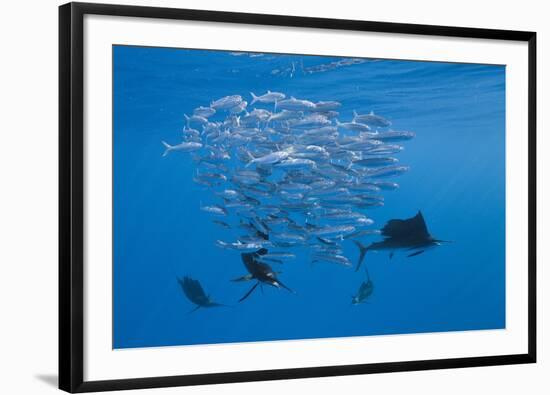 Atlantic Sailfish (Istiophorus Albicans) Hunting Sardines, Isla Mujeres, Yucatan Peninsula, Caribbe-Reinhard Dirscherl-Framed Photographic Print