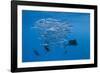 Atlantic Sailfish (Istiophorus Albicans) Hunting Sardines, Isla Mujeres, Yucatan Peninsula, Caribbe-Reinhard Dirscherl-Framed Photographic Print