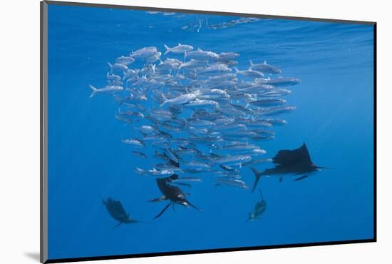 Atlantic Sailfish (Istiophorus Albicans) Hunting Sardines, Isla Mujeres, Yucatan Peninsula, Caribbe-Reinhard Dirscherl-Mounted Photographic Print